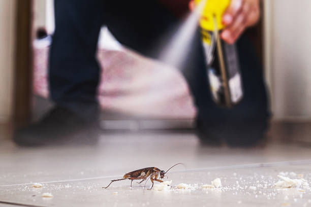 Best Insect Control  in East Dubuque, IL